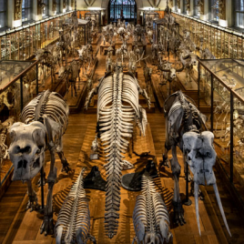 MNHN : Les Galeries d’Anatomie comparée et de Paléontologie , Paris 