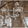 MNHN : Les Galeries d’Anatomie comparée et de Paléontologie , Paris 