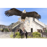 LES AIGLES DES REMPARTS, Provins 