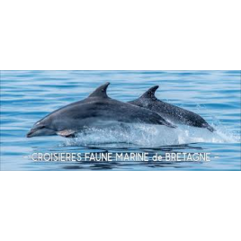 Faune océan, Pleuven 