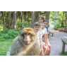 La Montagne Des Singes, Kintzheim 