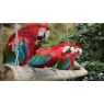 Espace Zoologique de la plaine, Saint Martin La Plaine 