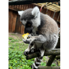 La ferme exotique, CADAUJAC 