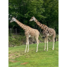 Zoo d'Amneville, Amneville 