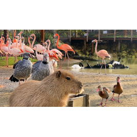 Parrot World, Crécy La Chapelle 