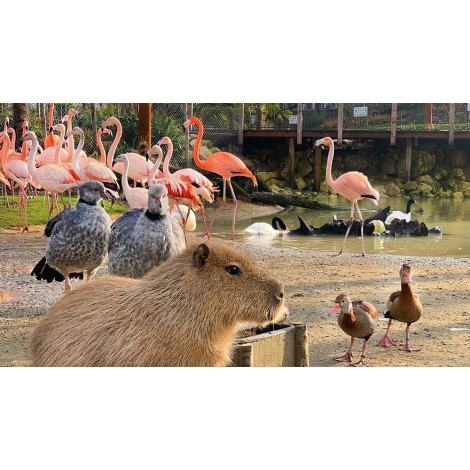 Parrot World, Crécy La Chapelle 