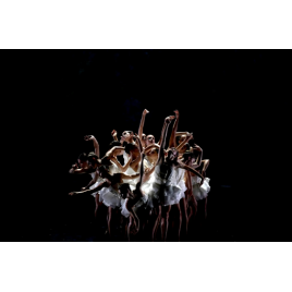 Les Nuits de Fourvière : Le Lac des cygnes, Lyon, le 17/06/2026