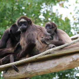 NATUR'ZOO DE MERVENT