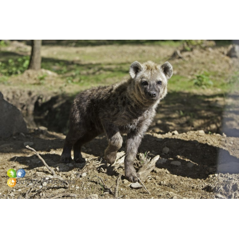 Wow Safari de Peaugres, Peaugres 